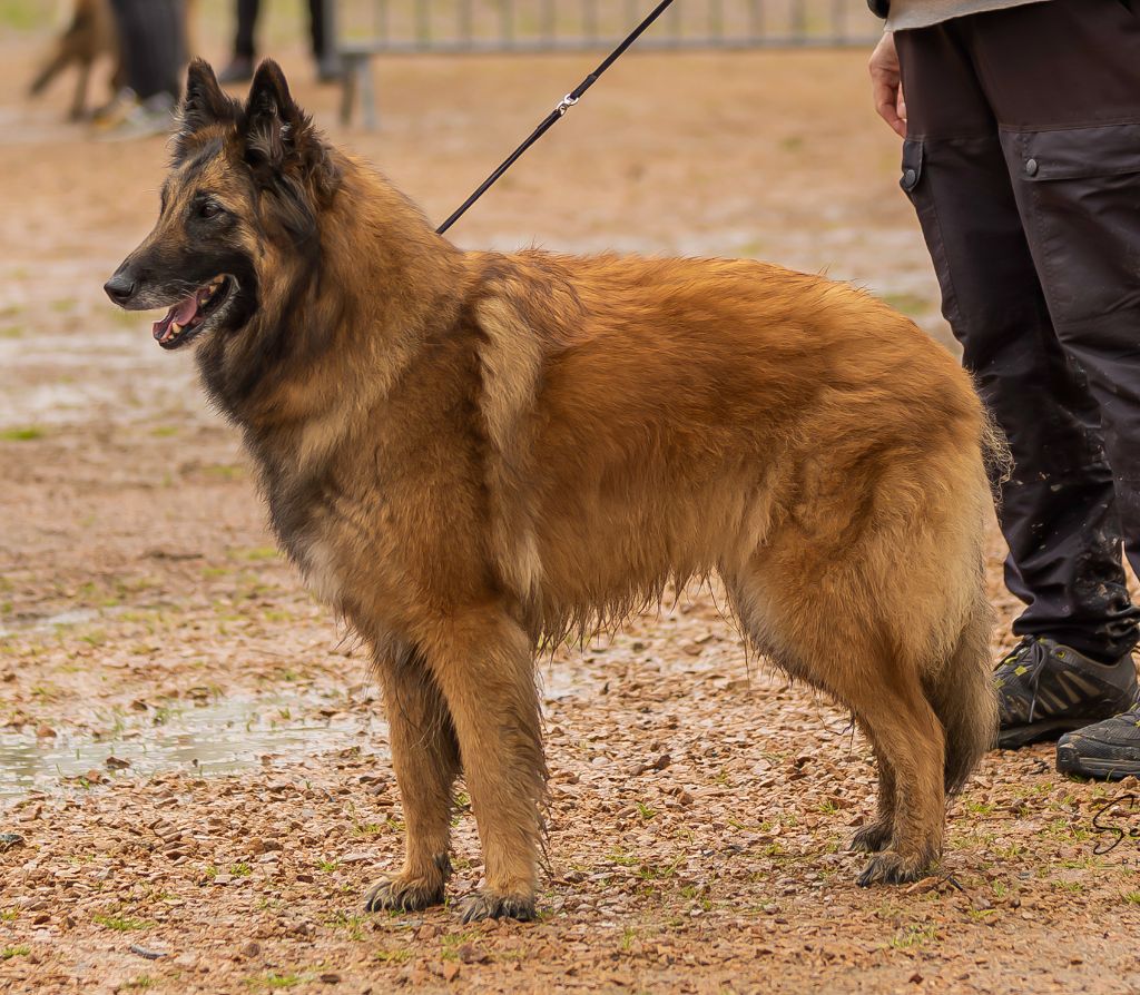 Lady lou Du Domaine De L'avenir